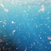 mikroplast i hav